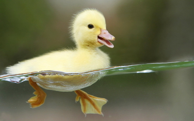floating duckling